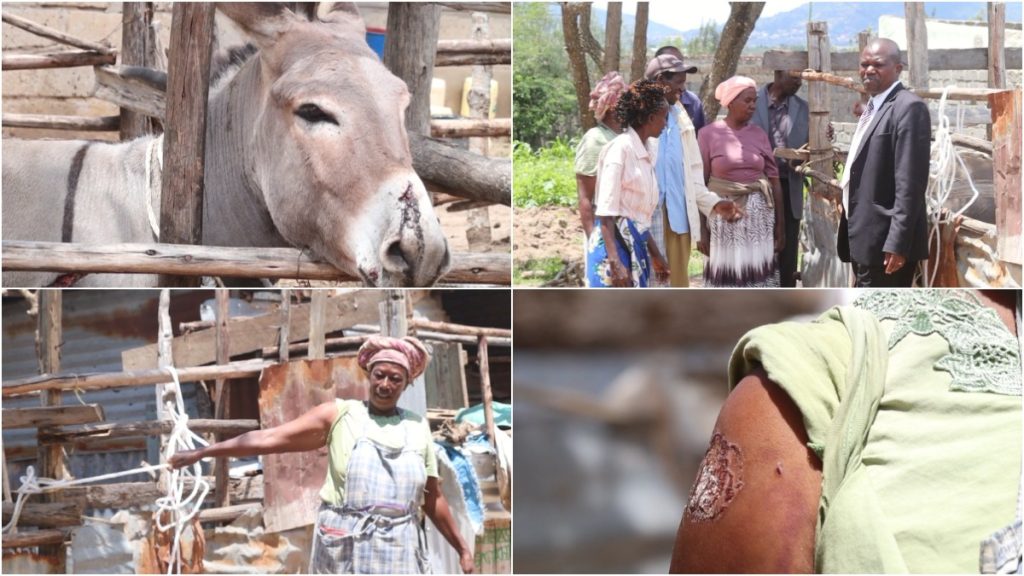 Punda amgeuka mmiliki na kumuuma yeye na mwanaye, Machakos