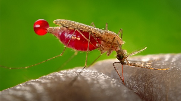 Early Malaria exposure weakens immune system for life, Kilifi study