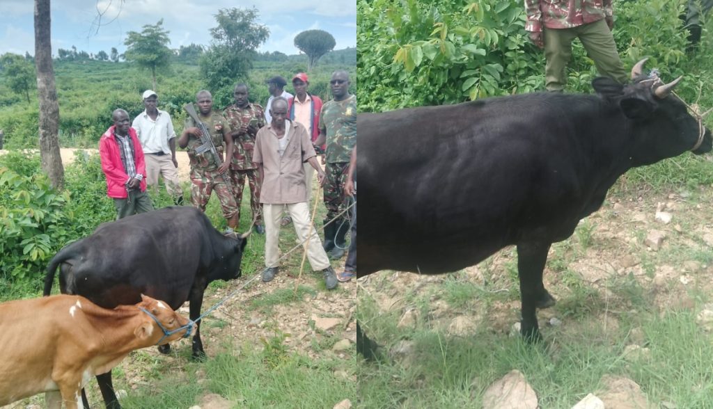 Tension grips Nyakach after livestock theft turns deadly