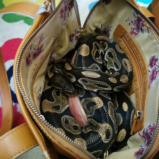 Pastor nabbed crossing into Uganda with 5-meter python, claims it is for devine mission