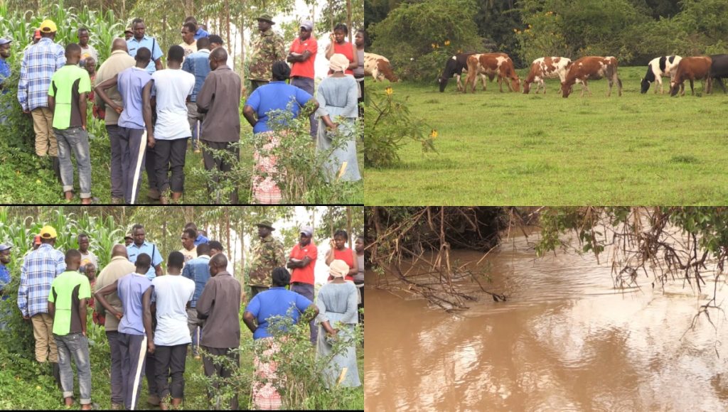 Trans Nzoia: Mwanaume auliwa, kwa kuwalisha ngómbe katika shamba la jirani, mwili wapatikana mtoni