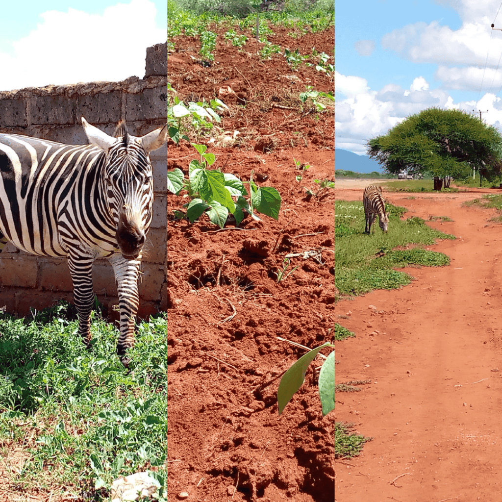 Punda milia wavamia mashamba Voi, wakazi wakadiria hasara