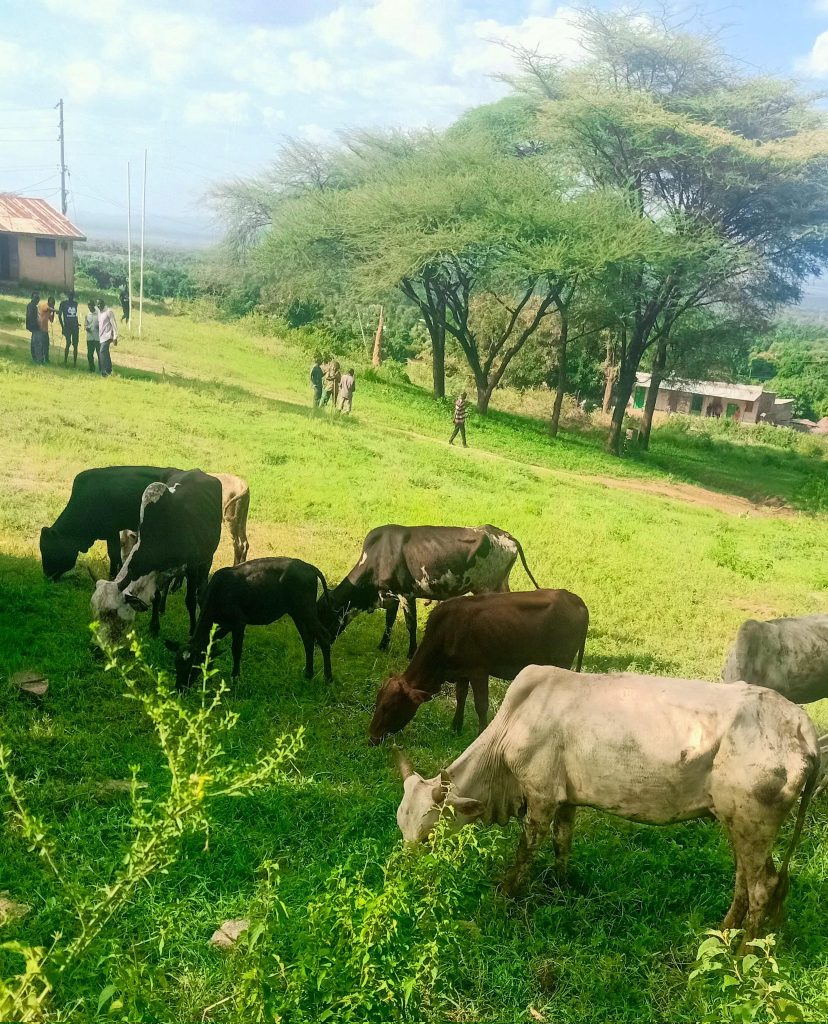 Ten stolen cows recovered in cross-county police operation