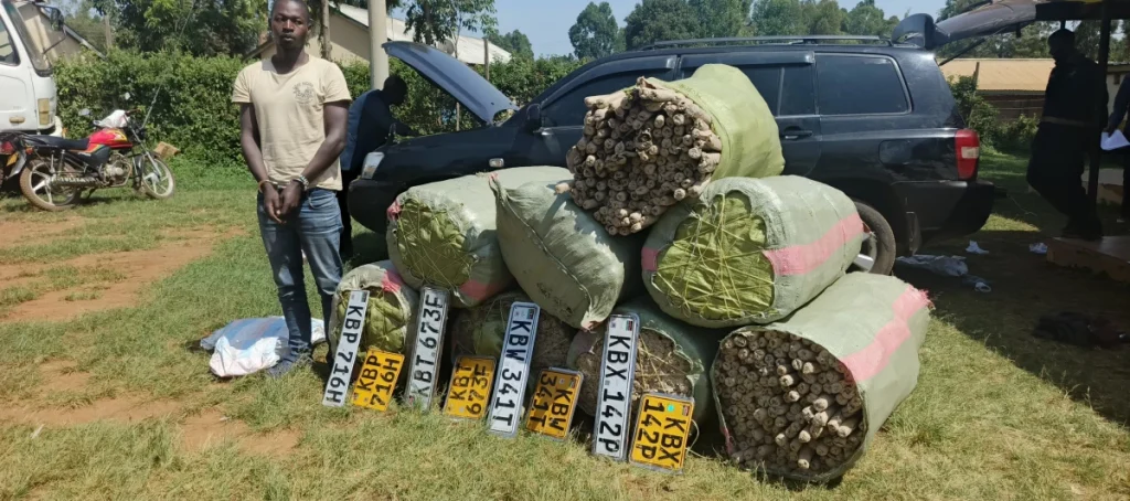 Man nabbed with 457.6kg of Bhang worth 13.7 million in Migori