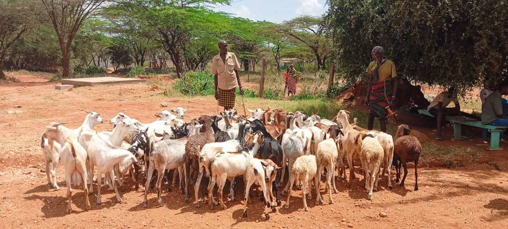 Police recover stolen livestock after bandit attack in Baragoi