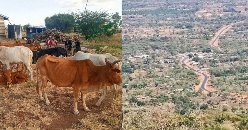 Police recover 12 stolen cattle in Igembe North