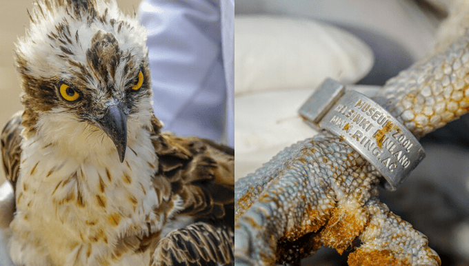 A rare migratory bird from Finland found in Siaya
