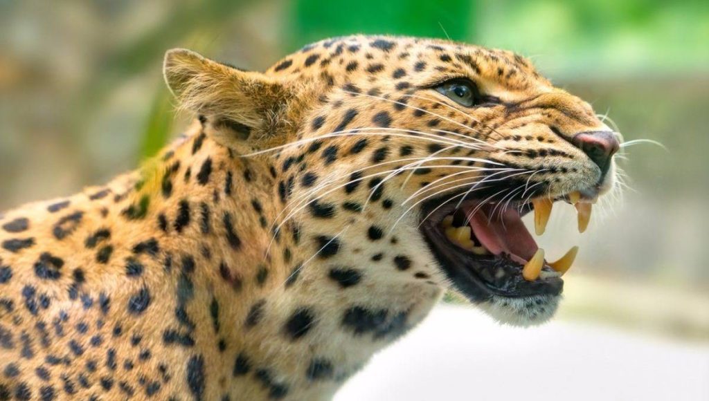 Residents in fear after a leopard attack in Homa Bay