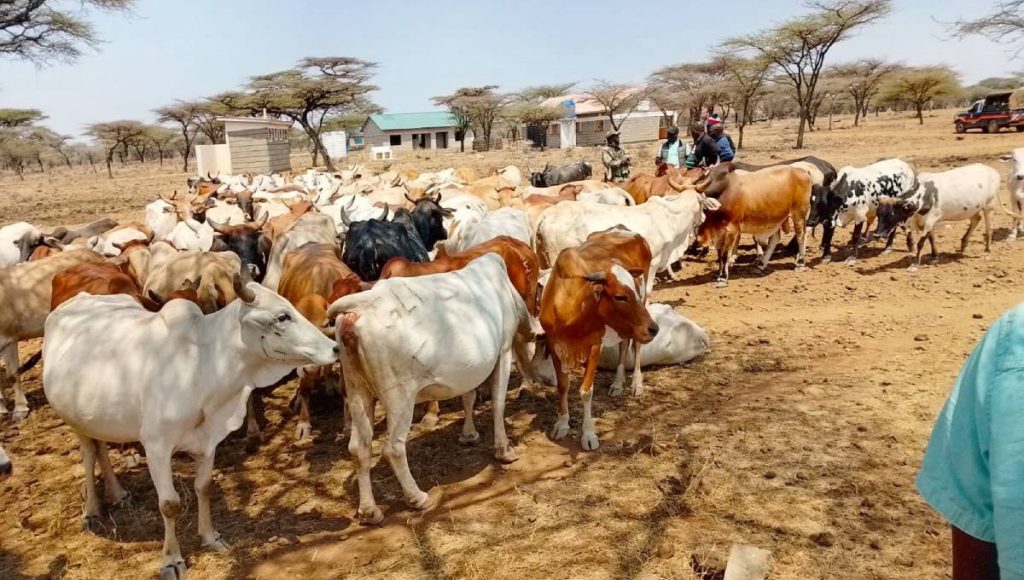 Police recover 145 stolen cattle in Meru, hand them over to owners
