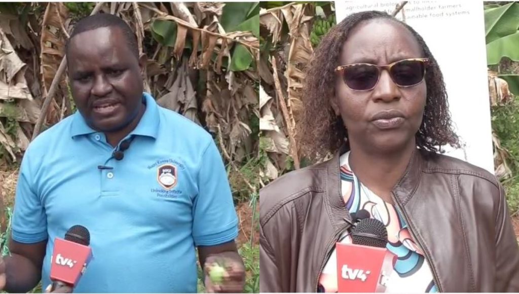 MKU rolls out eco-friendly pest control to empower Machakos farmers